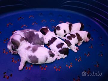 Shih tzu Disponibili