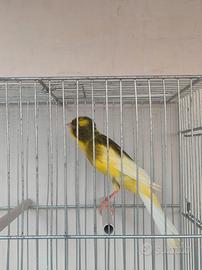 Canarini Persian rasmi