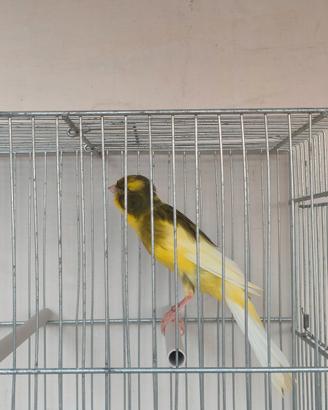 Canarini Persian rasmi