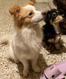 Regaliamo due cagnolini insieme o separati