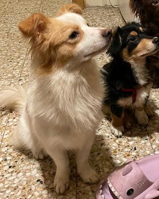 Regaliamo due cagnolini insieme o separati