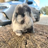 Conigli arieti minilop