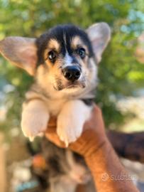 Cucciolo Welsh Corgi Pembroke