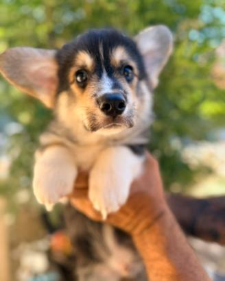 Cucciolo Welsh Corgi Pembroke