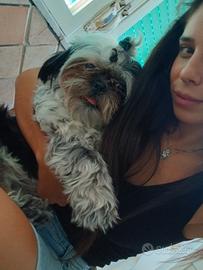 Shihtzu per monta