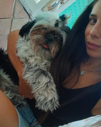 Shihtzu per monta