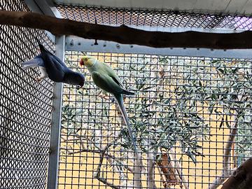 Parrocchetto dal collare