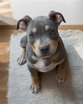 Cuccioli American Pitbull terrier