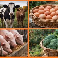 Operaio agricolo o per cura allevamento