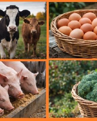 Operaio agricolo o per cura allevamento