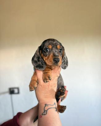 Bassotto Nano Pedigree