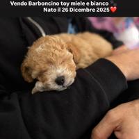 Barboncino toy maschio miele e bianco