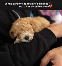 Barboncino toy maschio miele e bianco