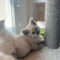 Disponibili cuccioli di Ragdoll - alta genealogia