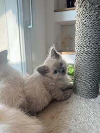 Disponibili cuccioli di Ragdoll - alta genealogia