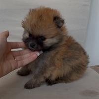 Ultimo mini pomerania