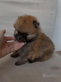 Ultimo mini pomerania