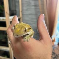 Geco ciliatus maschio