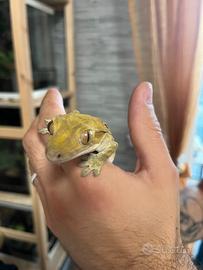 Geco ciliatus maschio
