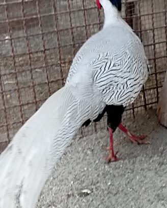 Fagiani Argentati