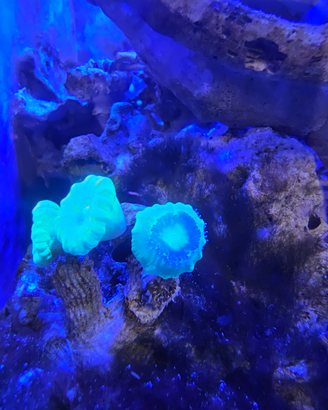 Caulastrea verde