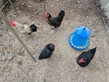 Gruppo di 3 galline + 1 gallo