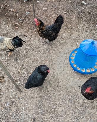 Gruppo di 3 galline + 1 gallo
