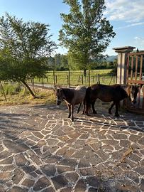 Pony