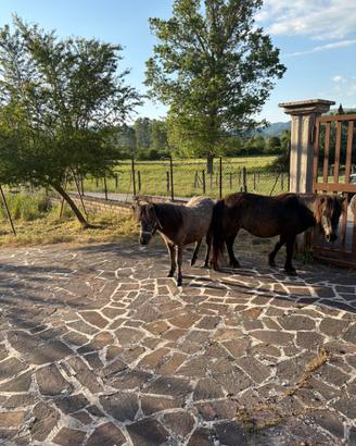 Pony