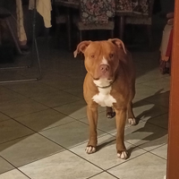 Noise rose in adozione con nuova famiglia