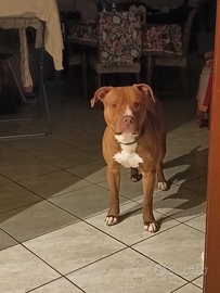 Noise rose in adozione con nuova famiglia