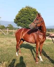 Cavalla e puledra