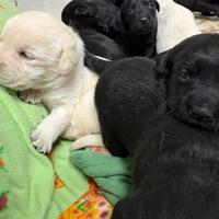 Cuccioli Labrador