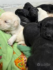 Cuccioli Labrador