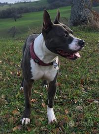 Pitbull, 7 anni, in adozione