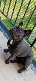 Bulldog maschio per monta