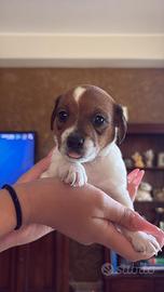 Cucciola di Jack Russel con pedigree ENCI