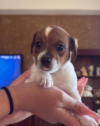 Cucciola di Jack Russel con pedigree ENCI