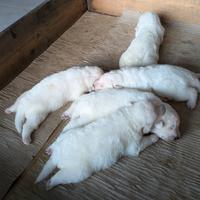 Cane da pastore Maremmano