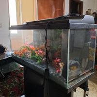 2 acquario con mobiletto