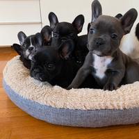 Cuccioli bulldog francese