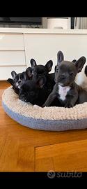 Cuccioli bulldog francese