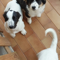 Cuccioli jack Russell