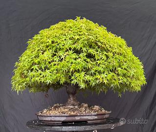 Bonsai acero palmato