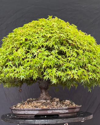 Bonsai acero palmato