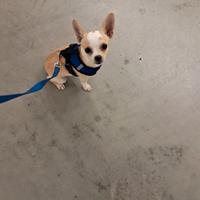 Chihuhua femmina pelo corto