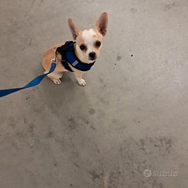 Chihuhua femmina pelo corto