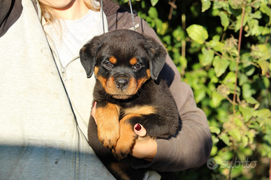 Cuccioli di rottweiler