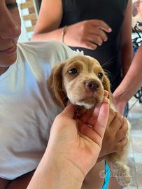 Cuccioli di breton
