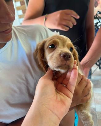 Cuccioli di breton